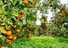 <b>进出口商业中的生物平安</b>
